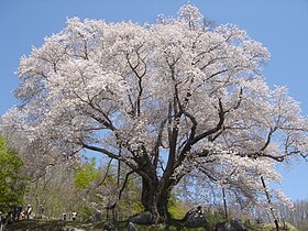The cherry blossom "Koshidai-no-Sakura" in Furudono town, Fukushima Prefecture - panoramio.jpg