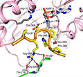 The structure of the alpha2 hook of AMPK