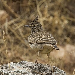 Thekla's lark (Galerida theklae theklae) Loja.jpg