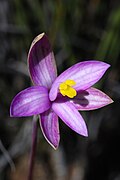 Thelymitra maculata