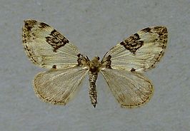 Thera vetustata