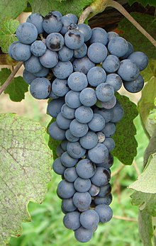 Several cluster of blue-black grapes hang from the vine