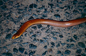 Beskrivelse af tre-toed Snake-tooth Skink (Coeranoscincus reticulatus) (10040197404) .jpg.