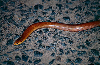 Three-toed snake-tooth skink Species of reptile