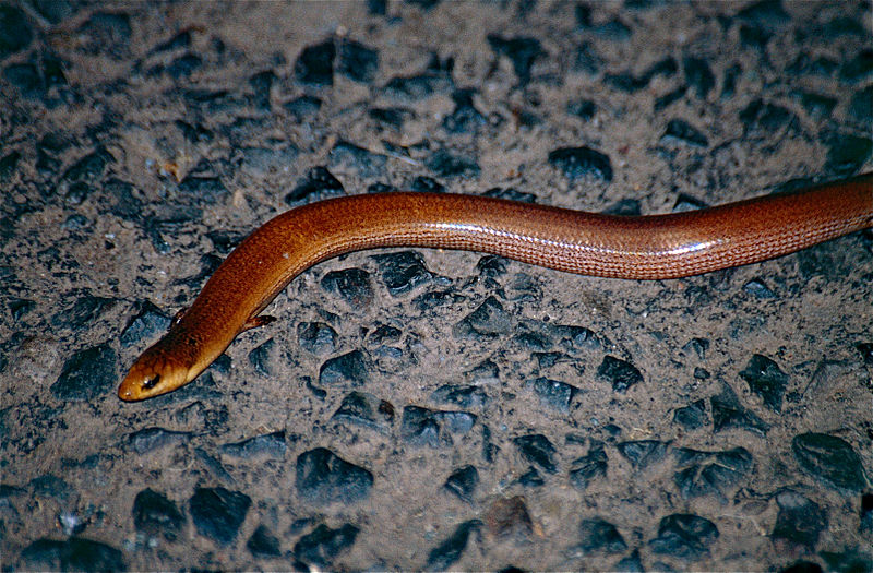 File:Three-toed Snake-tooth Skink (Coeranoscincus reticulatus) (10040197404).jpg