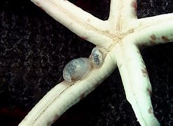 Des gastéropodes parasites Thyca ectoconcha sur une étoile de mer L. multifora.