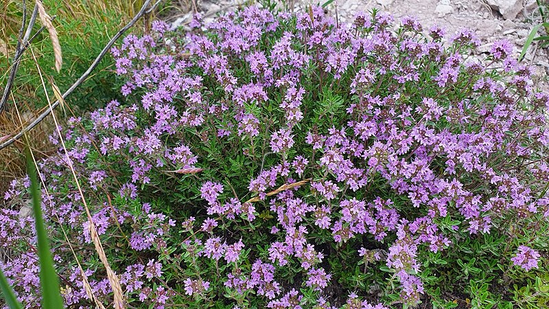 File:Thymus talijevii.jpg