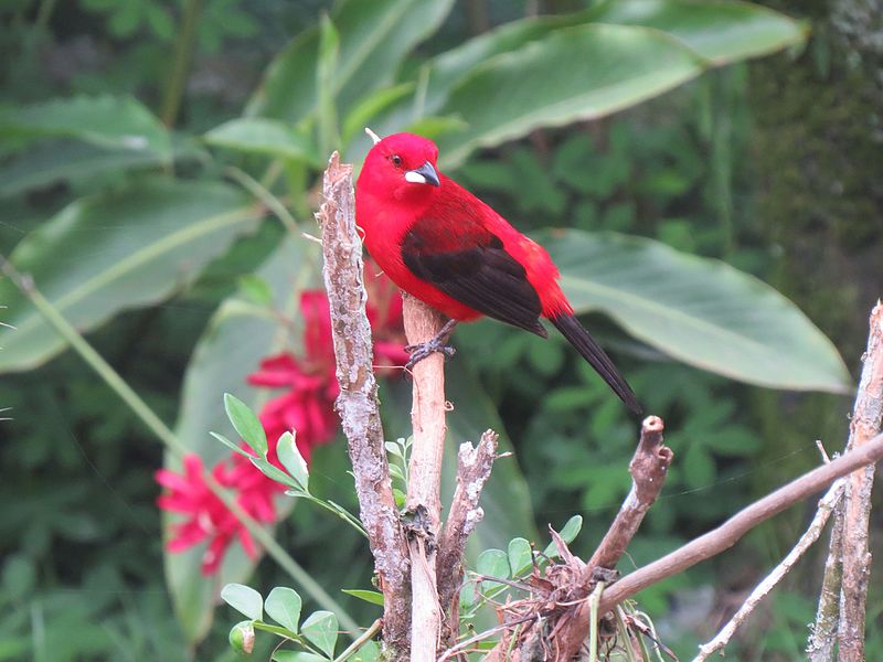 File:Tiê Sangue Praia Vermelha 01-2016 (11).jpg