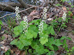 Tiarella cordifolia eraskin NC 2018-04-21.jpg