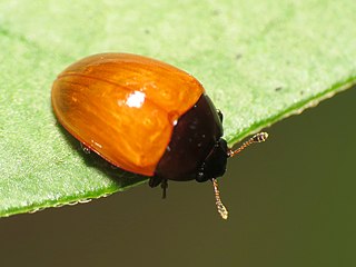 <i>Tritoma sanguinipennis</i> Species of beetle