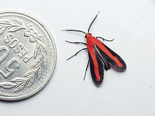 <i>Tipulodes</i> Genus of moths