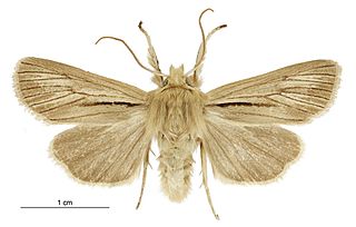 <i>Ichneutica acontistis</i> Species of moth