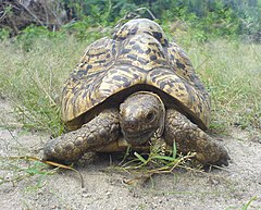 Young, 20-year-old Tanzanian leopard tortoise feeding on grass