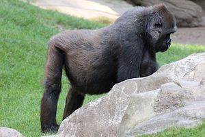 Gorillas Biologie