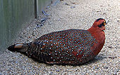 Galliformes: Descrizione, Biologia, Tassonomia