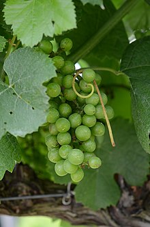 Traminette_grapes_on_the_vine.jpg