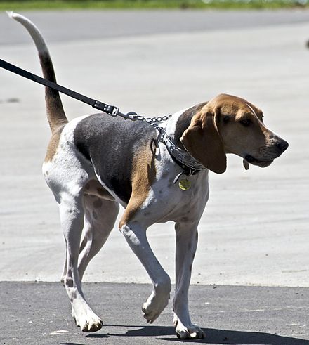 Породы гончих собак. Триин Уокер кунхаунд. Кунхаунд енотовая гончая. Treeing Walker Coonhound порода. Гончая фоксхаунд.