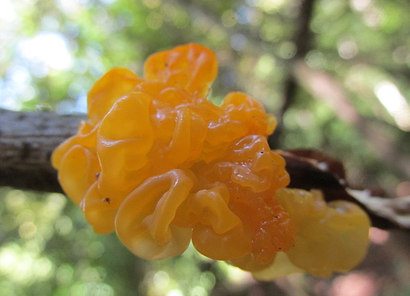 File:Tremella mesenterica Retz 845803.jpg