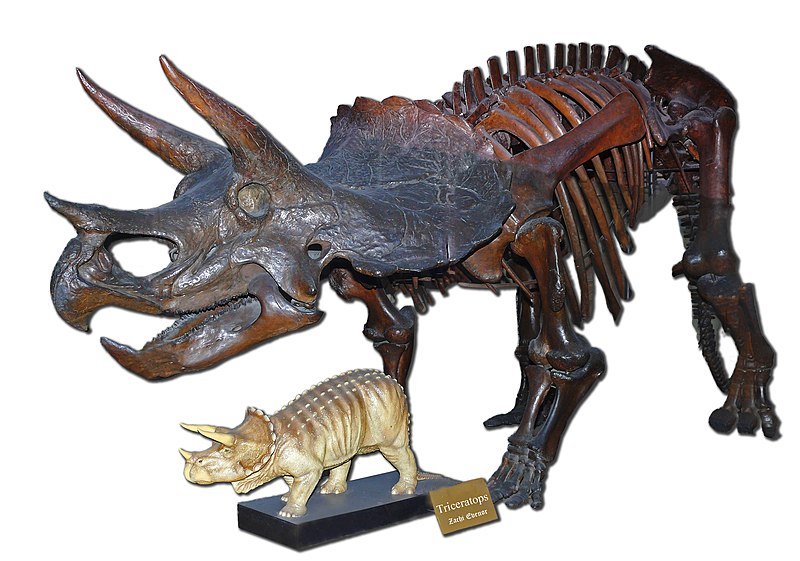File:Triceratops-Zachi-Evenor-003.jpg
