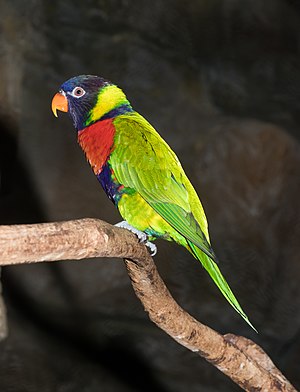 Trichoglossus forsteni forsteni Bonaparte, 1850, Sunset lorikeet; Karlsruhe Zoo, Karlsruhe, Germany