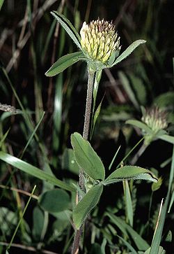 Trifolium ochroleucon1 eF.jpg