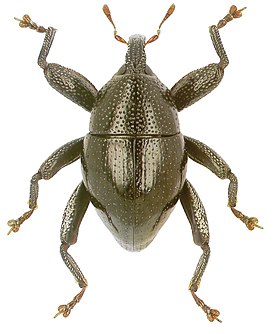 Trigonopterus kanawiorum
