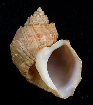 <i>Trigonostoma bullatum</i> Species of sea snail