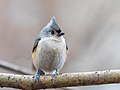 * Nomination Tufted titmouse in Central Park --Rhododendrites 16:14, 26 January 2023 (UTC) * Promotion  Support Good quality -- Matutinho 16:44, 26 January 2023 (UTC)