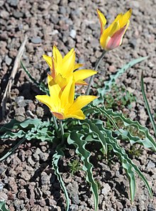 Tulipa kolpakowskiana Regel (Liliaceae)-1F.JPG