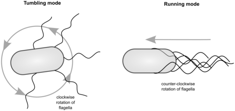  E. coli have flagella which project in all directions. Clockwise (CW) rotation of flagellar motors results in random re-orientation for the bacterium, but counter-clockwise (CCW) rotation produces approximate straight-line motion.[10]