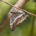 La mariposa del madroño (Charaxes jasius) es una especie de lepidóptero ditrisio de la familia Nymphalidae. Se encuentra ampliamente distribuida en toda el África subsahariana, y en las regiones del litoral mediterráneo y atlántico de la península ibérica. Es la mariposa más grande que se encuentra en Europa, con una envergadura entre 70 y 80 mm. Por Charlesjsharp.
