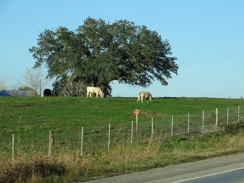 File:U.S. Route 59, Goliad, Texas (15639981894).jpg