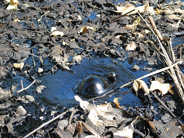 Methane gas bubble emerging at La Brea Tar Pits (2004)