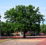 Uetersen Pedunculate Oak Sports Field 02.jpg