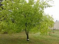 Драбніца для Ulmus parvifolia