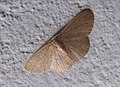 Unidentified moth from Mangalore