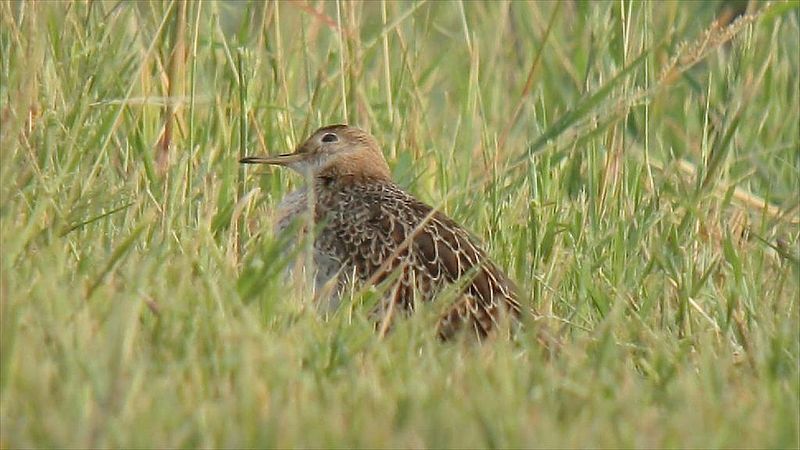 File:Upland Sandpiper (8372293668).jpg