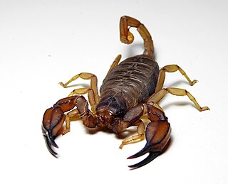 <i>Urodacus elongatus</i> Species of scorpion