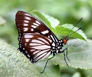 <i>Euripus</i> (butterfly) Genus of brush-footed butterflies