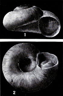 <i>Valvata oregonensis</i> Species of gastropod