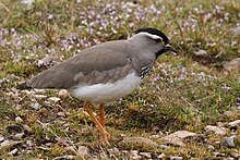 Vanellus melanocephalus.jpg 