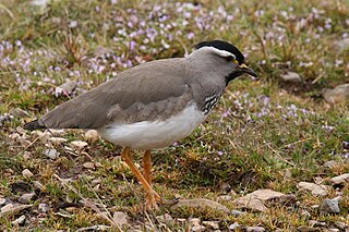 Spot-breasted lapwing Species of bird