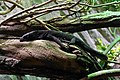 Čeština: Varan antracitový (Varanus beccarii) v Zoo Praha English: Black tree monitor (Varanus beccarii) in Prague Zoo