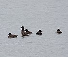 Velvet-Scoter.jpg