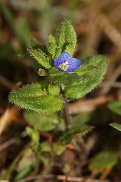 File:Veronica arvensis 7998.JPG