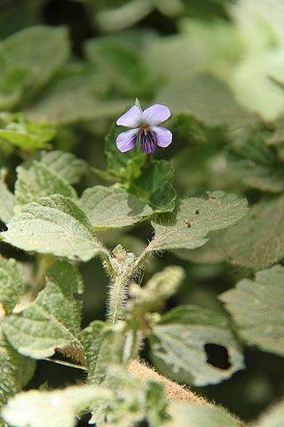 <i>Viola abyssinica</i> Species of flowering plant