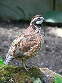 Bobwhite quail / Colí de Virgínia