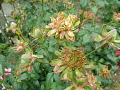 Viridiflora-Madeira-Arco-Sao-Jorge.JPG