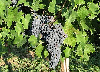 Croatina (also known as Bonarda in the Colli Piacentini) is blended with Barbera to make Gutturnio. Vitis vinifera ssp. vinifera Croatina 02.jpg