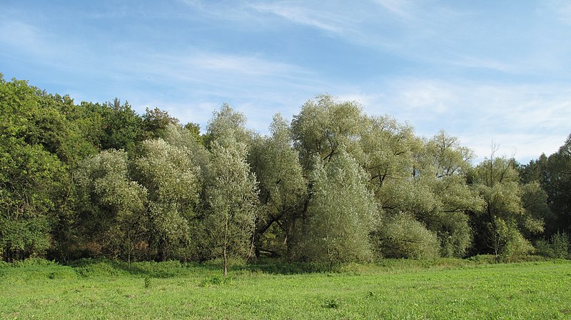 File:Vrby v okolí Zákolanského potoka.JPG